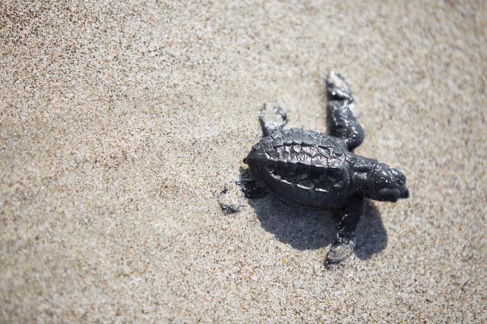 wagtailgirlsannakern_06A1041