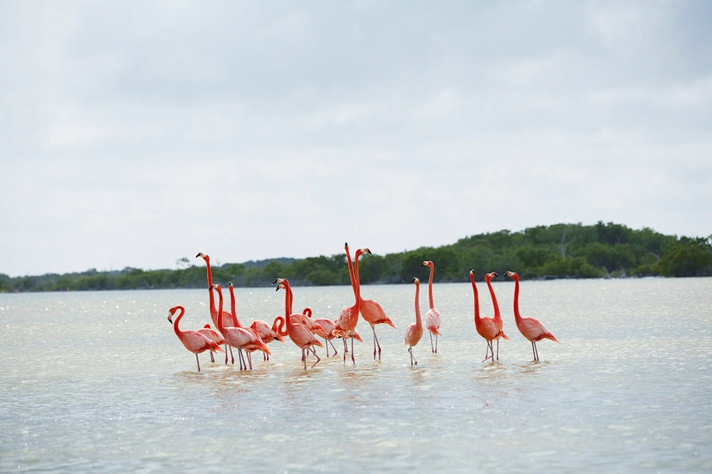 wagtailgirlsannakern_06A1278