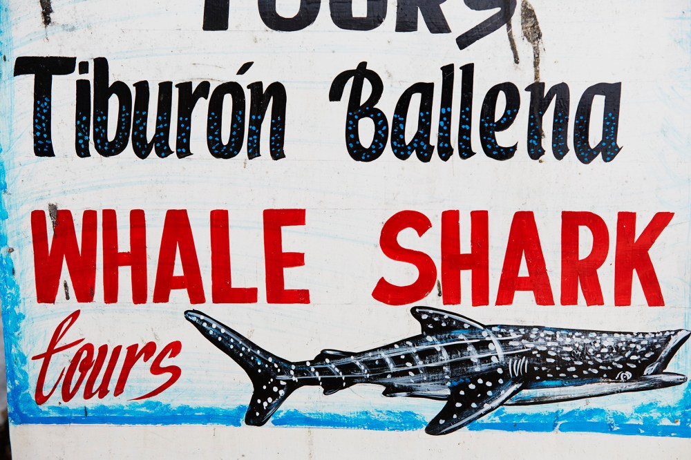 wagtailgirlsannakern_06A1534