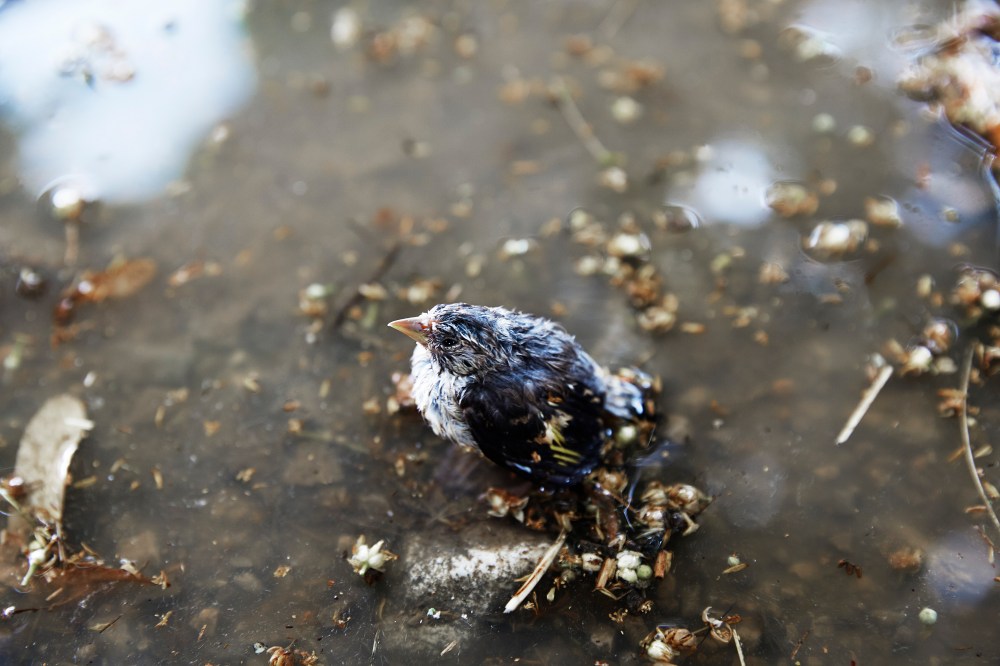 wagtailgirlsannakern_06A2872