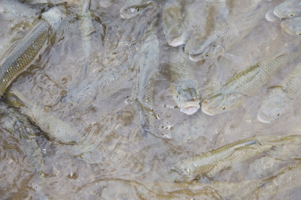 wagtailgirlsannakern_06A3164