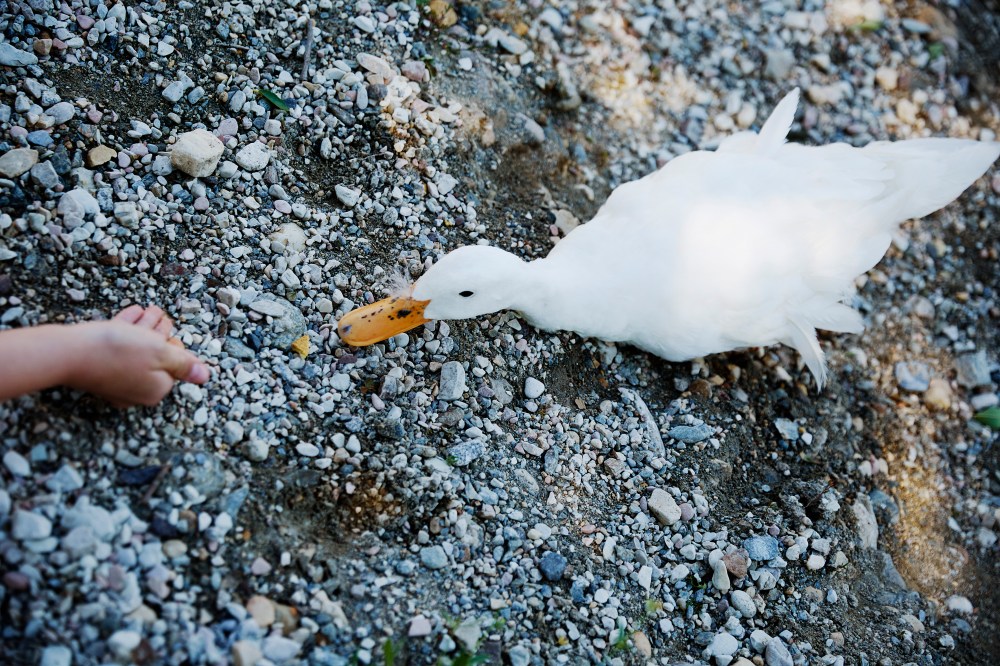 wagtailgirlsannakern_06A3944