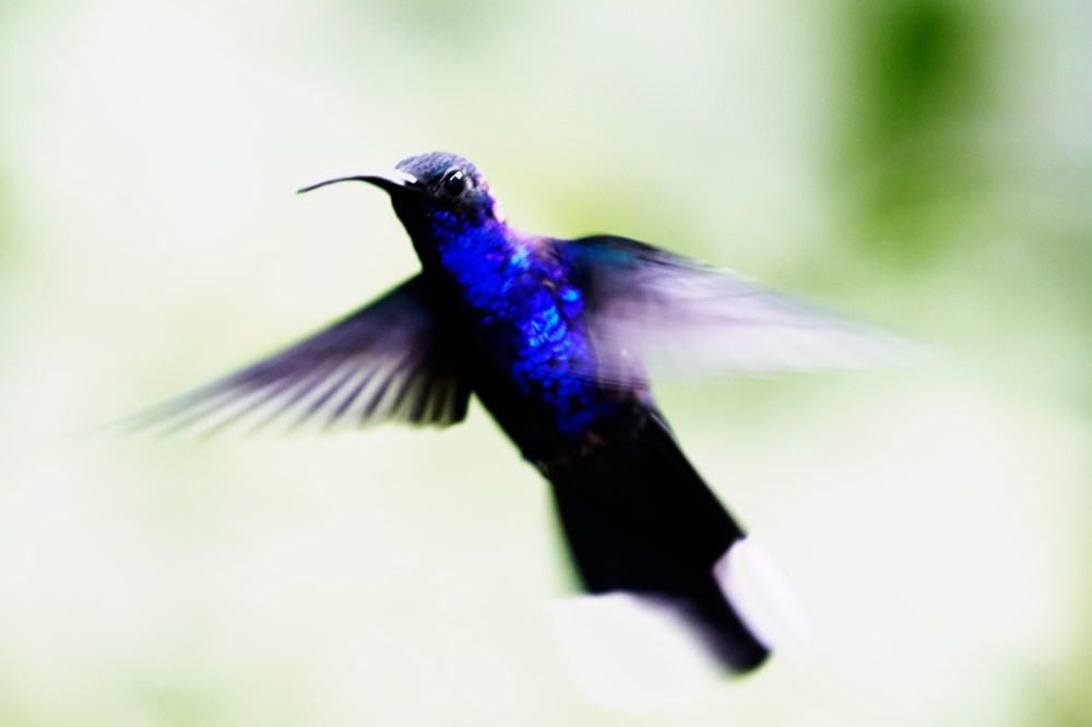 wagtailgirlsannakern_06A9393