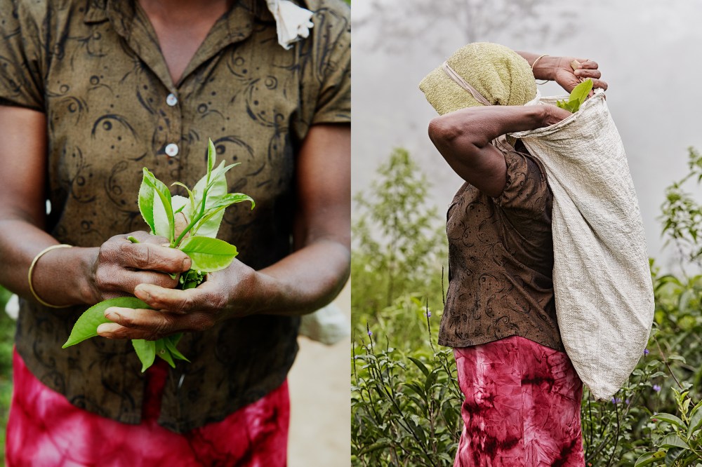 wagtailgirlsannakern__tea