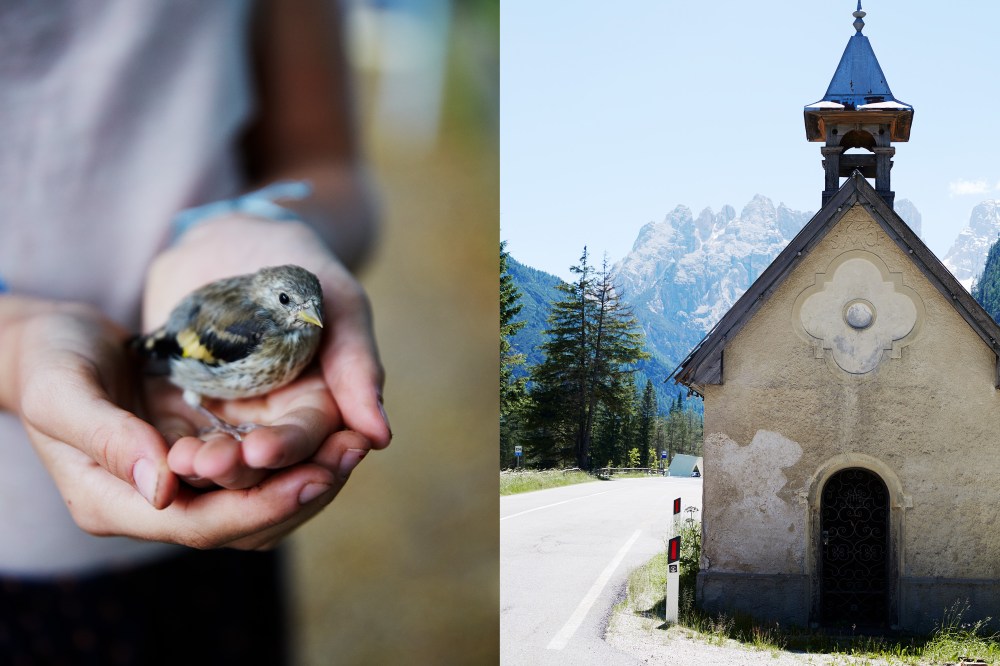 wagtailgirlsannakern_bird