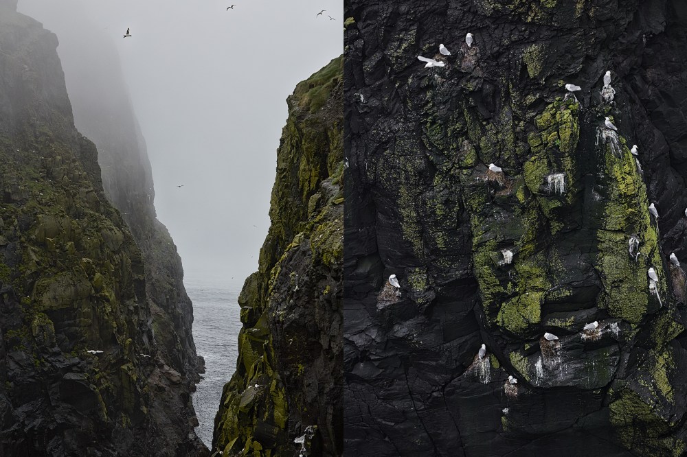 wagtailgirlsannakern_birds