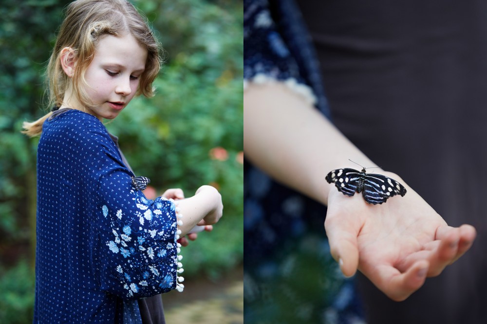 wagtailgirlsannakern_butterfly