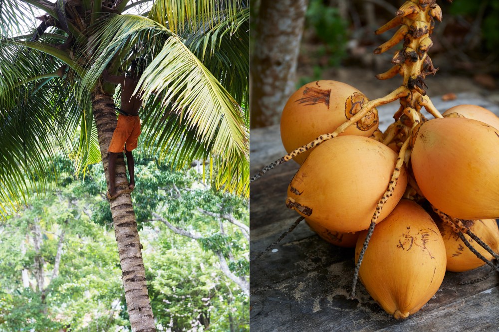 wagtailgirlsannakern_coco