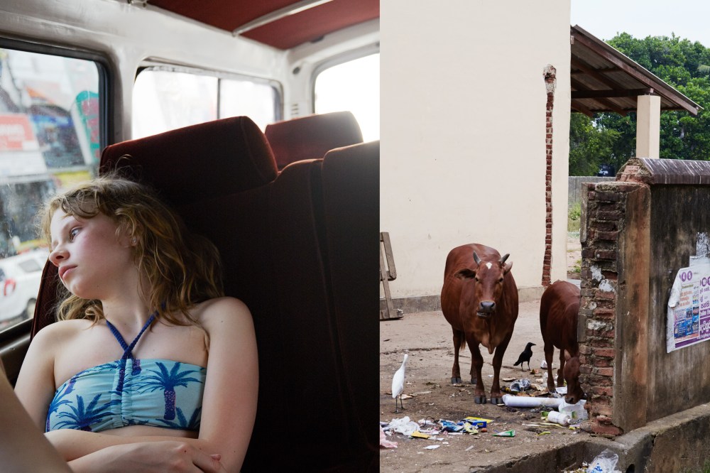 wagtailgirlsannakern_cow