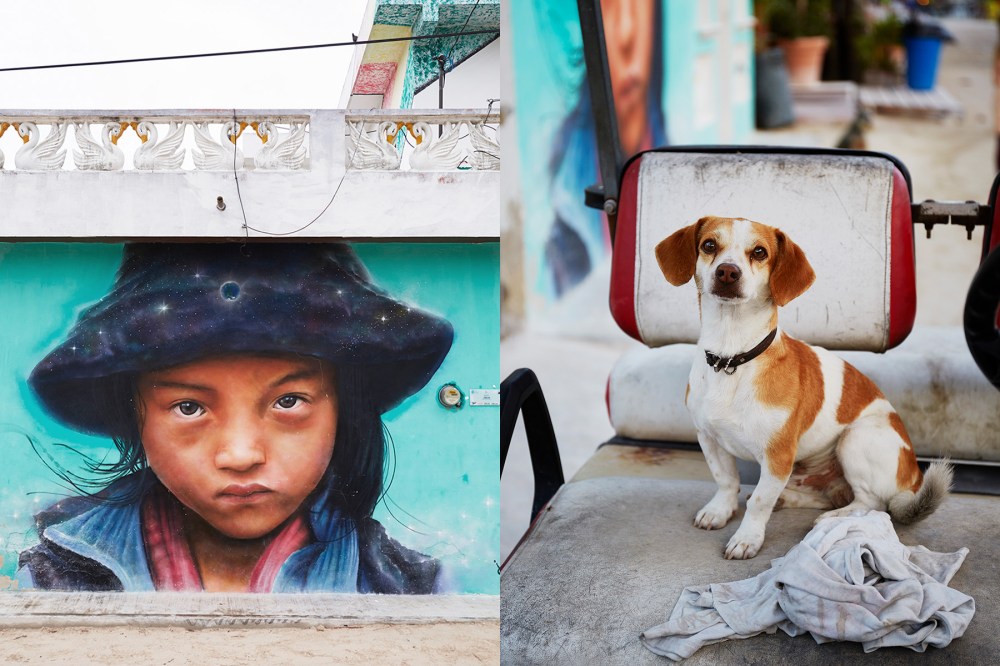 wagtailgirlsannakern_dog