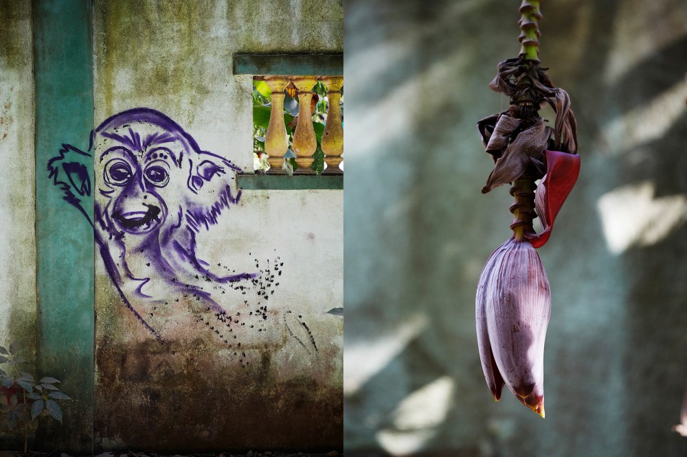 wagtailgirlsannakern_flower