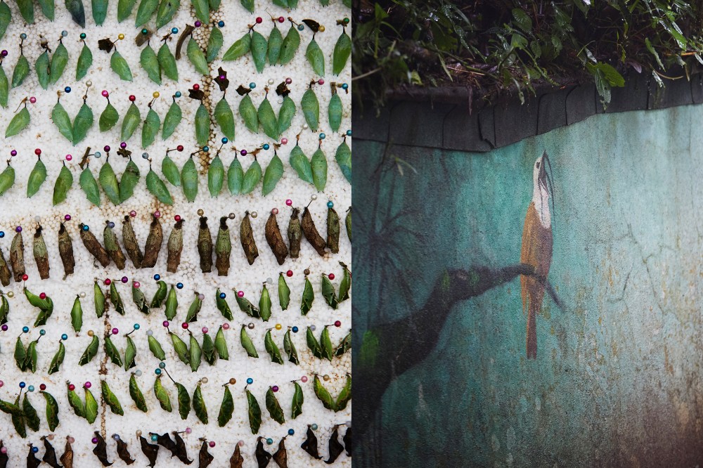 wagtailgirlsannakern_greenhouse