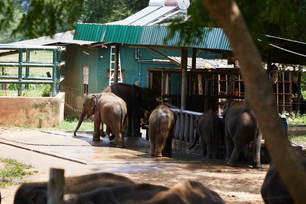 wagtailgirlsannakern_I06A4181