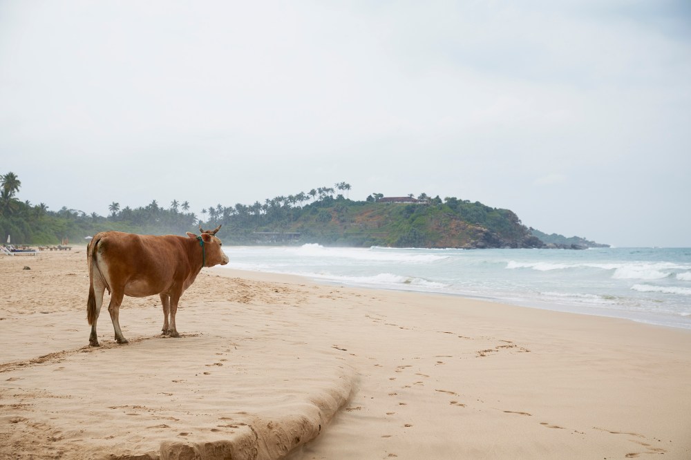 wagtailgirlsannakern_I06A4963