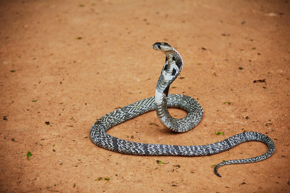 wagtailgirlsannakern_I06A5416