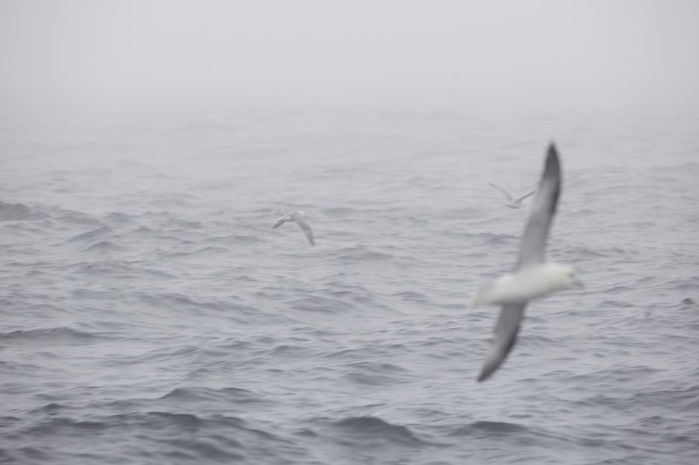 wagtailgirlsannakern_I06A6351