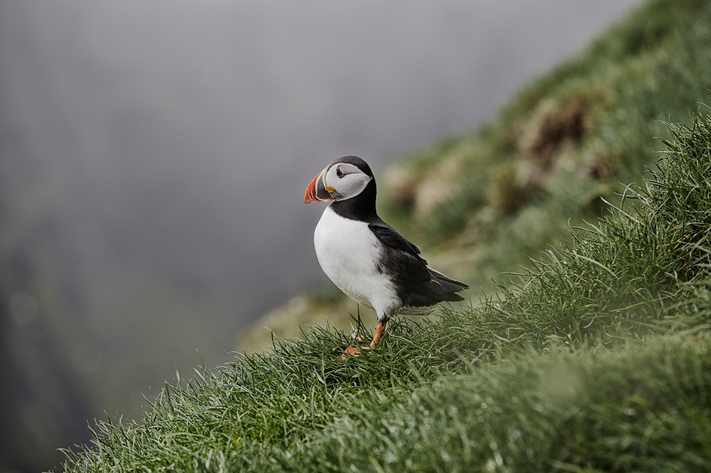 wagtailgirlsannakern_I06A6875