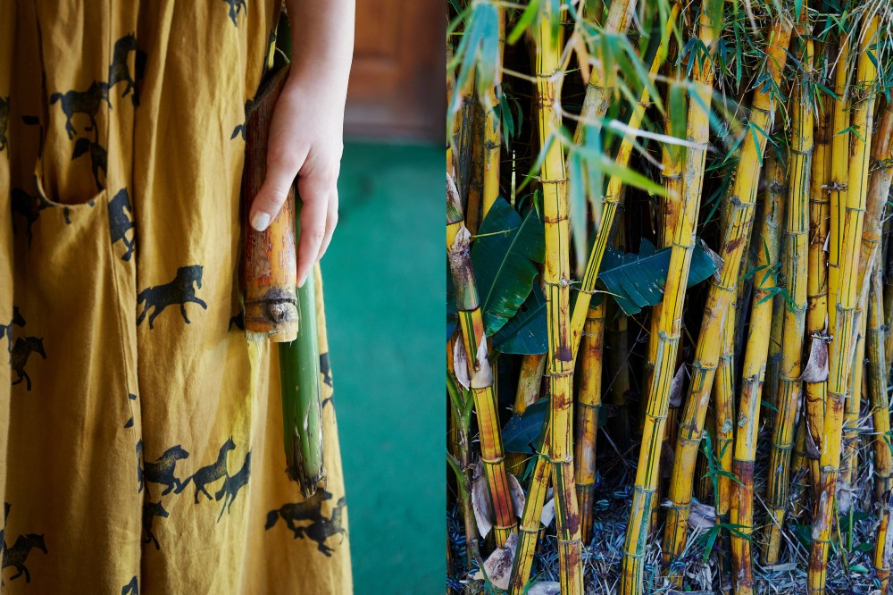 wagtailgirlsannakern_sugar