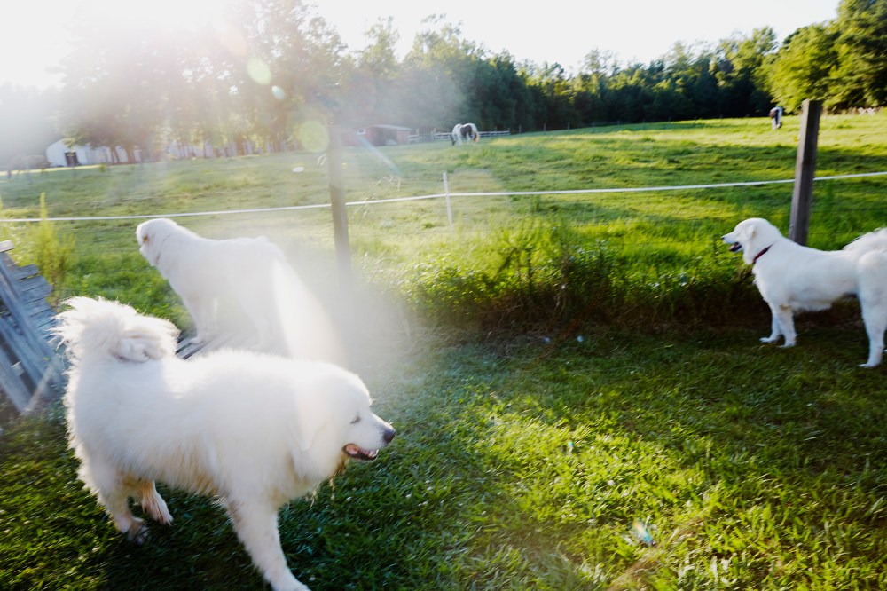 wagtailgirlsannakern_I06A2851