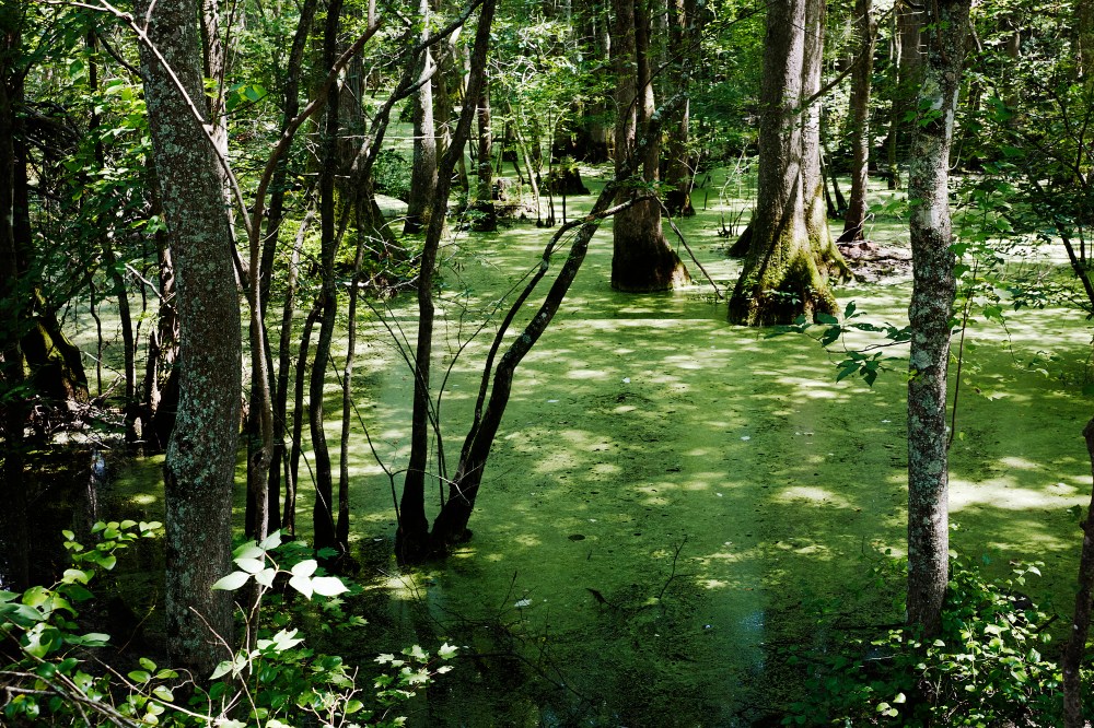 wagtailgirlsannakern_I06A2993