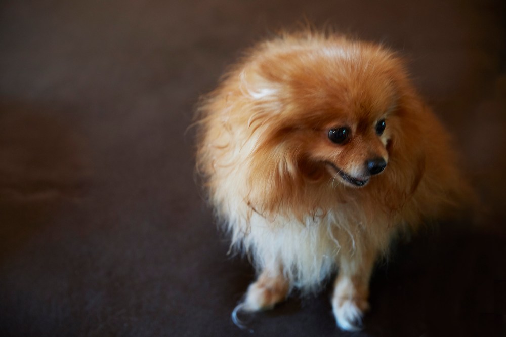 wagtailgirlsannakern_I06A4001