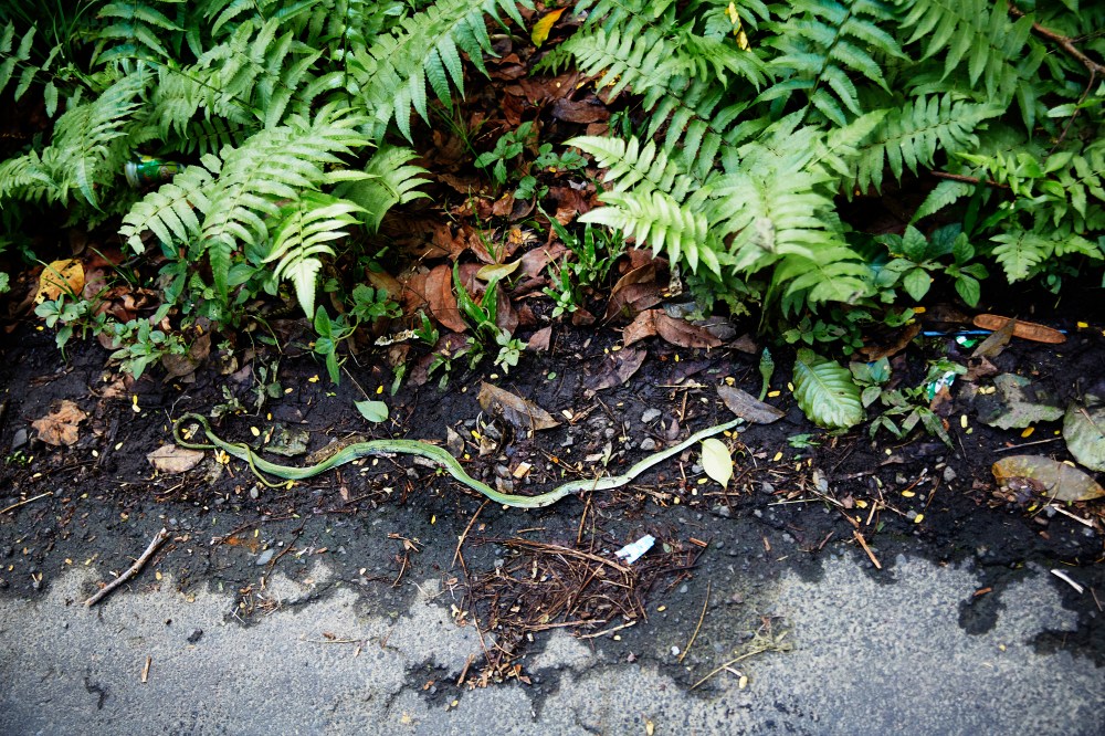 wagtailgirlsannakernI06A0404