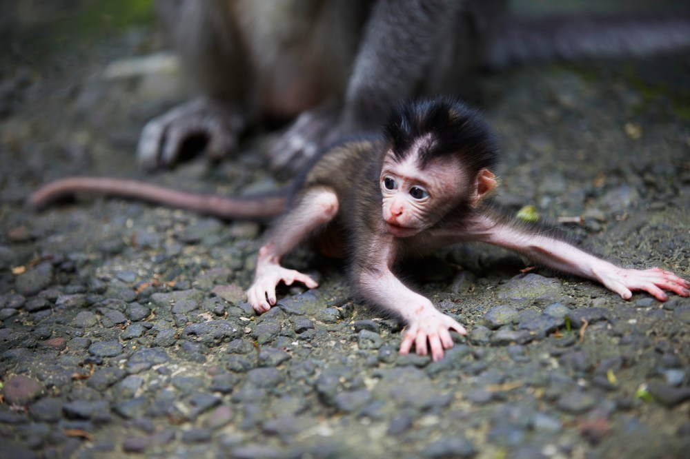 wagtailgirlsannakernI06A0634