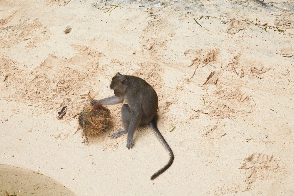 wagtailgirlsannakernI06A8291