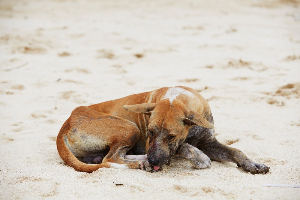 wagtailgirlsannakernI06A9724