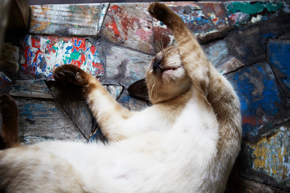 wagtailgirlsannakernI06A2729