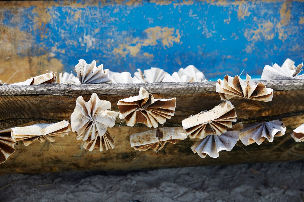 wagtailgirlsannakernI06A5813