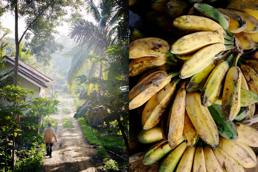 wagtailgirlsannakern_lombokmarket2