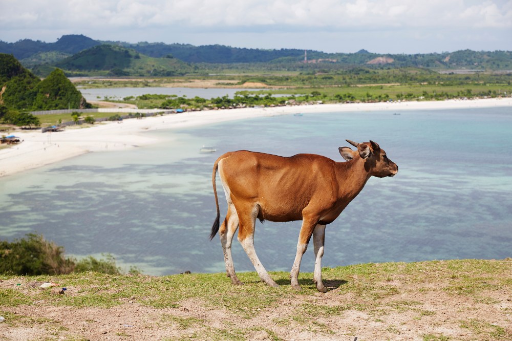 wagtailgirlsannakernI06A4777