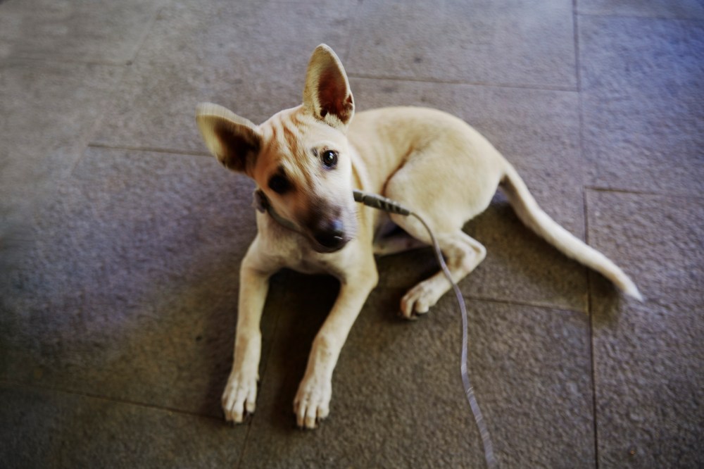 wagtailgirlsannakernI06A6824