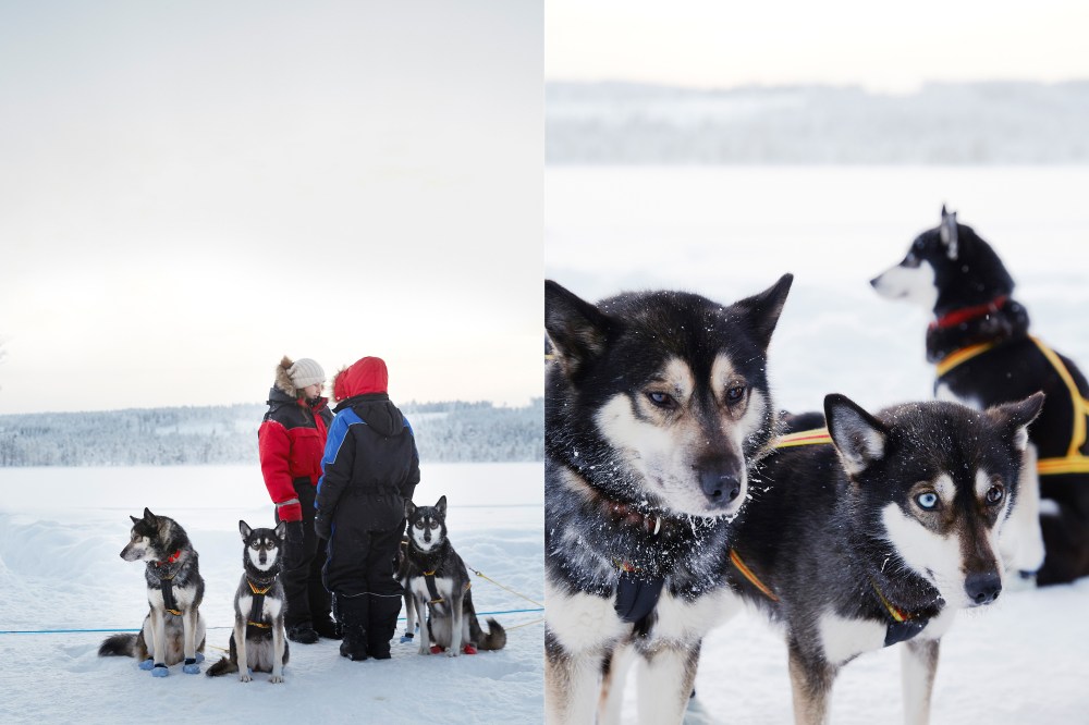 wagtailgirlsannakerndogs1