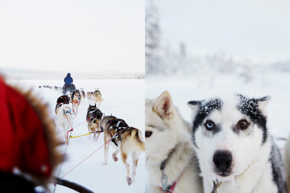 wagtailgirlsannakerndogs2