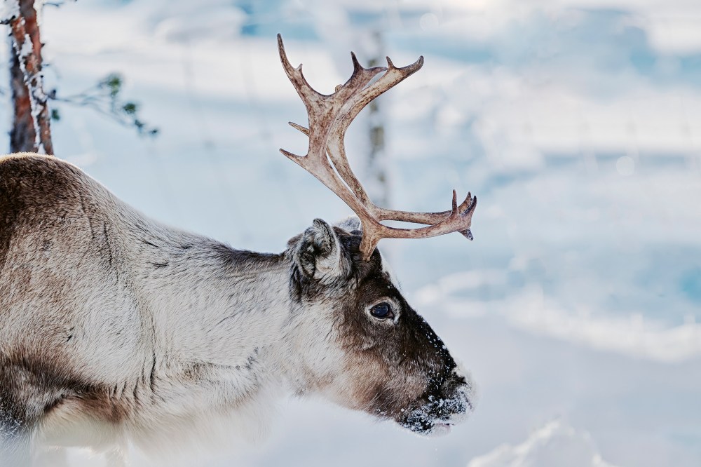 wagtailgirlsannakernI06A0539b