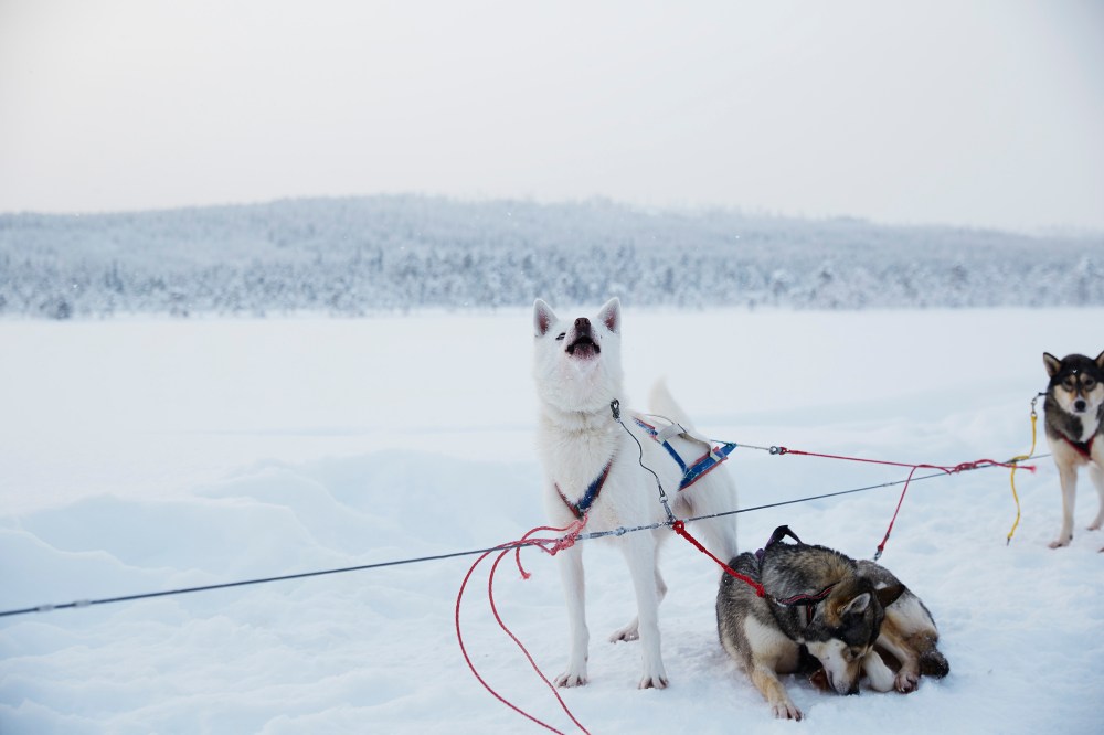 wagtailgirlsannakernI06A9553