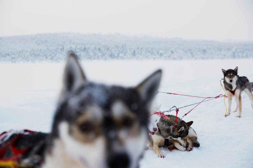 wagtailgirlsannakernI06A9555