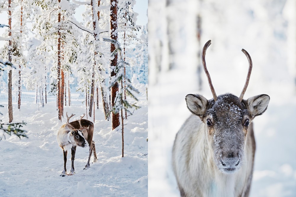 wagtailgirlsannakernreindeer1