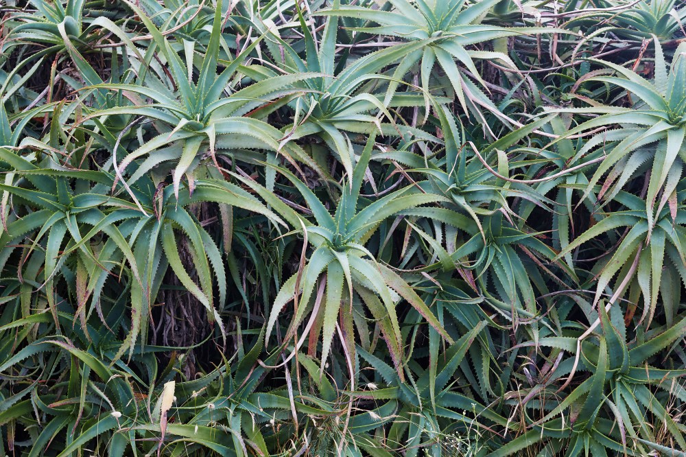 wagtailgirlsannakern_portugal_i06a6713