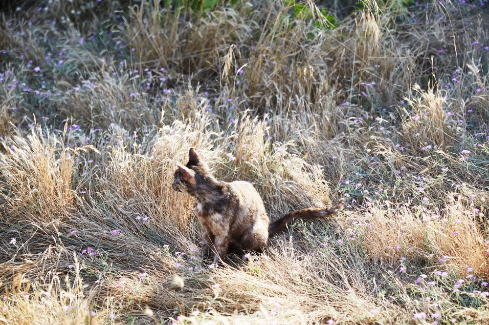 wagtailgirlsannakern_portugal_i06a8019