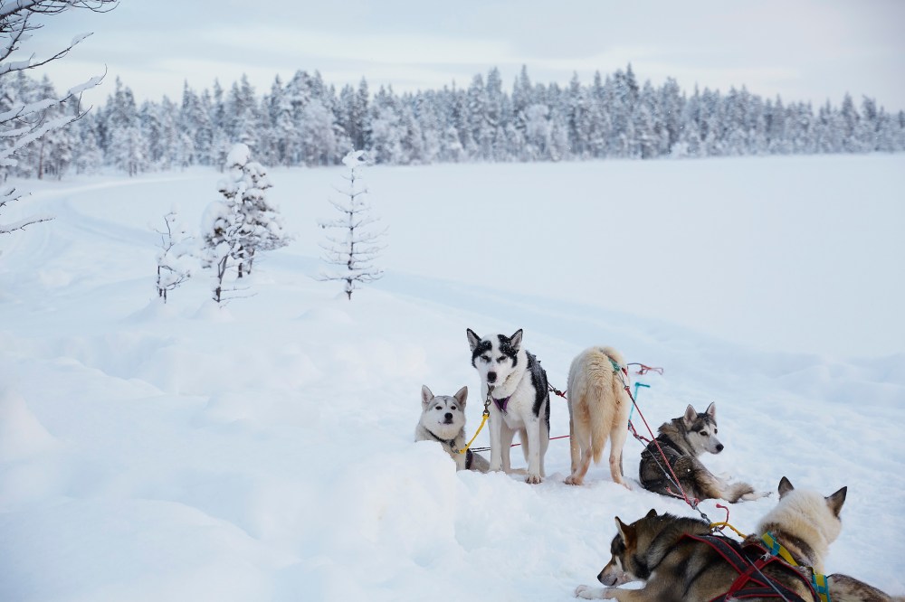 wagtailgirlsannakerni06a9556