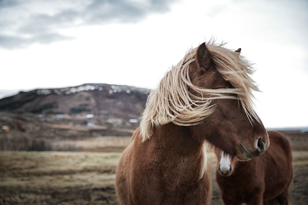 wagtailgirlsannakern_icelandI06A5665