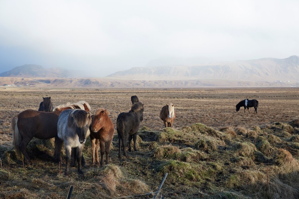 wagtailgirlsannakern_icelandI06A6654