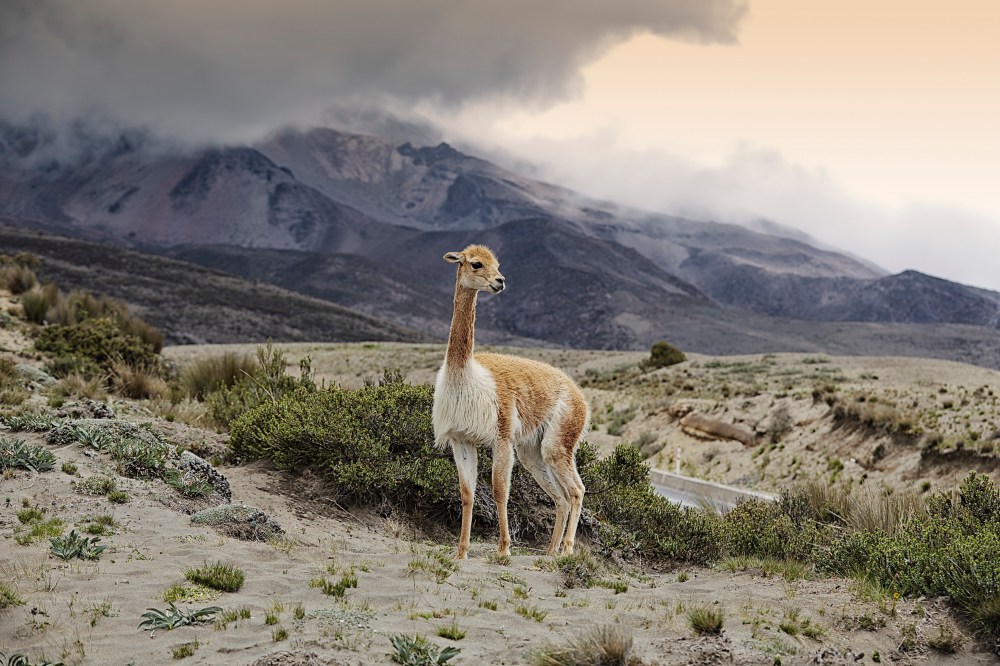 wagtailgirls_annakern_ecuador_riobamba_ecuador2019 I06A3025