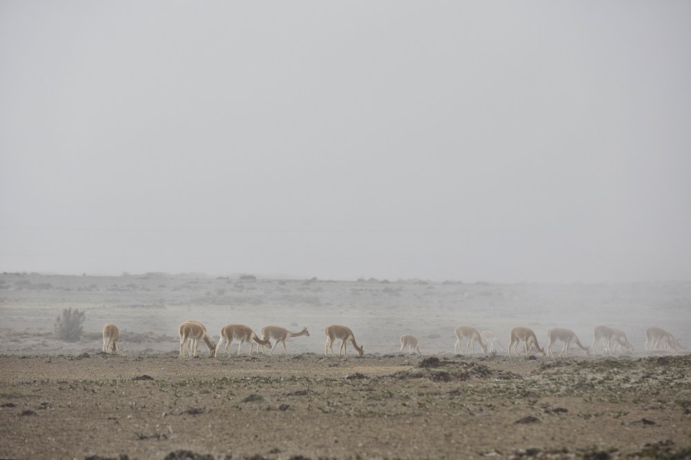 wagtailgirls_annakern_ecuador_riobamba_ecuador2019 I06A3110