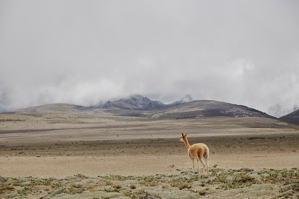 wagtailgirls_annakern_ecuador_riobamba_ecuador2019 I06A3160